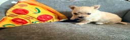 Pomchi dogs for sale: Fuji - Ad 2