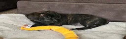 Puggle dogs for sale: Lola - Ad 4