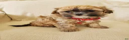 Shihpoo dogs for sale: CUPCAKE - Ad 3