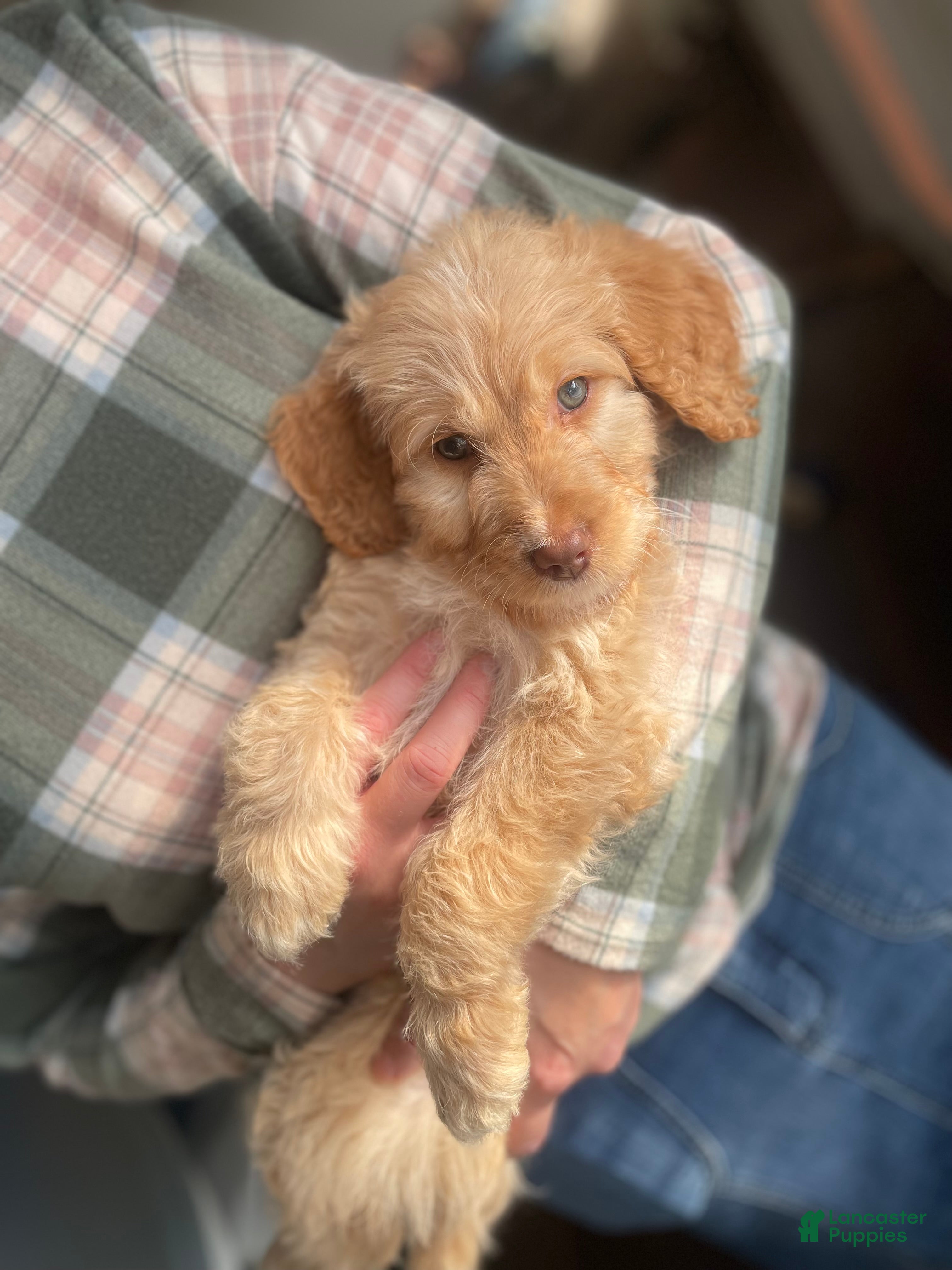 Goldendoodle dogs Ms green - Ad 1