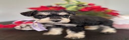 Miniature Schnauzer dogs for sale: Daisy - Ad 1
