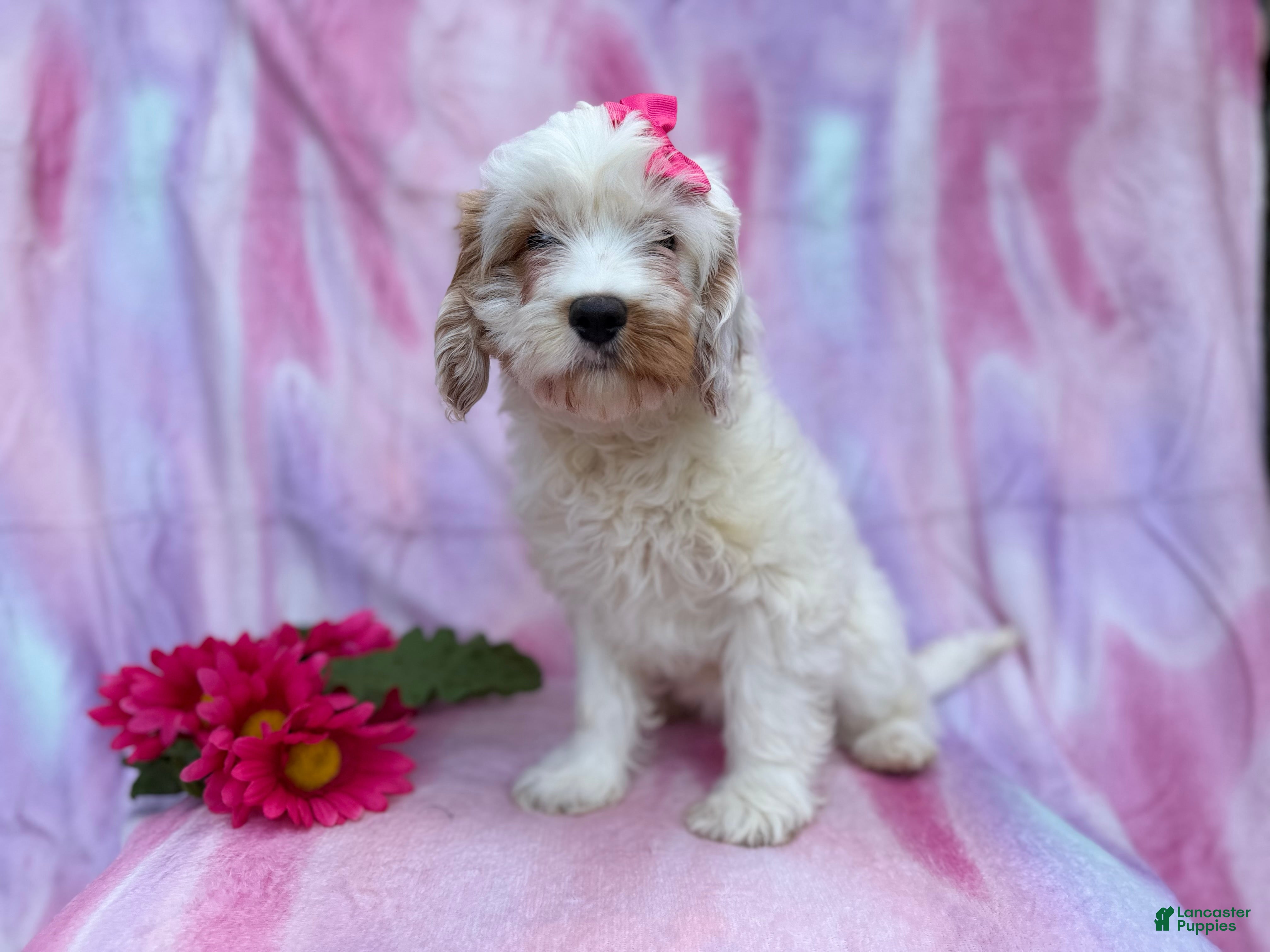 Cavapoo dogs Flower - Ad 1