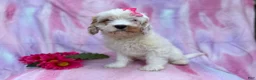 Cavapoo dogs for sale: Flower - Ad 1