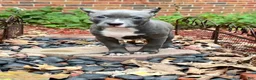American Bully dogs for sale: Venus blue female - Ad 2