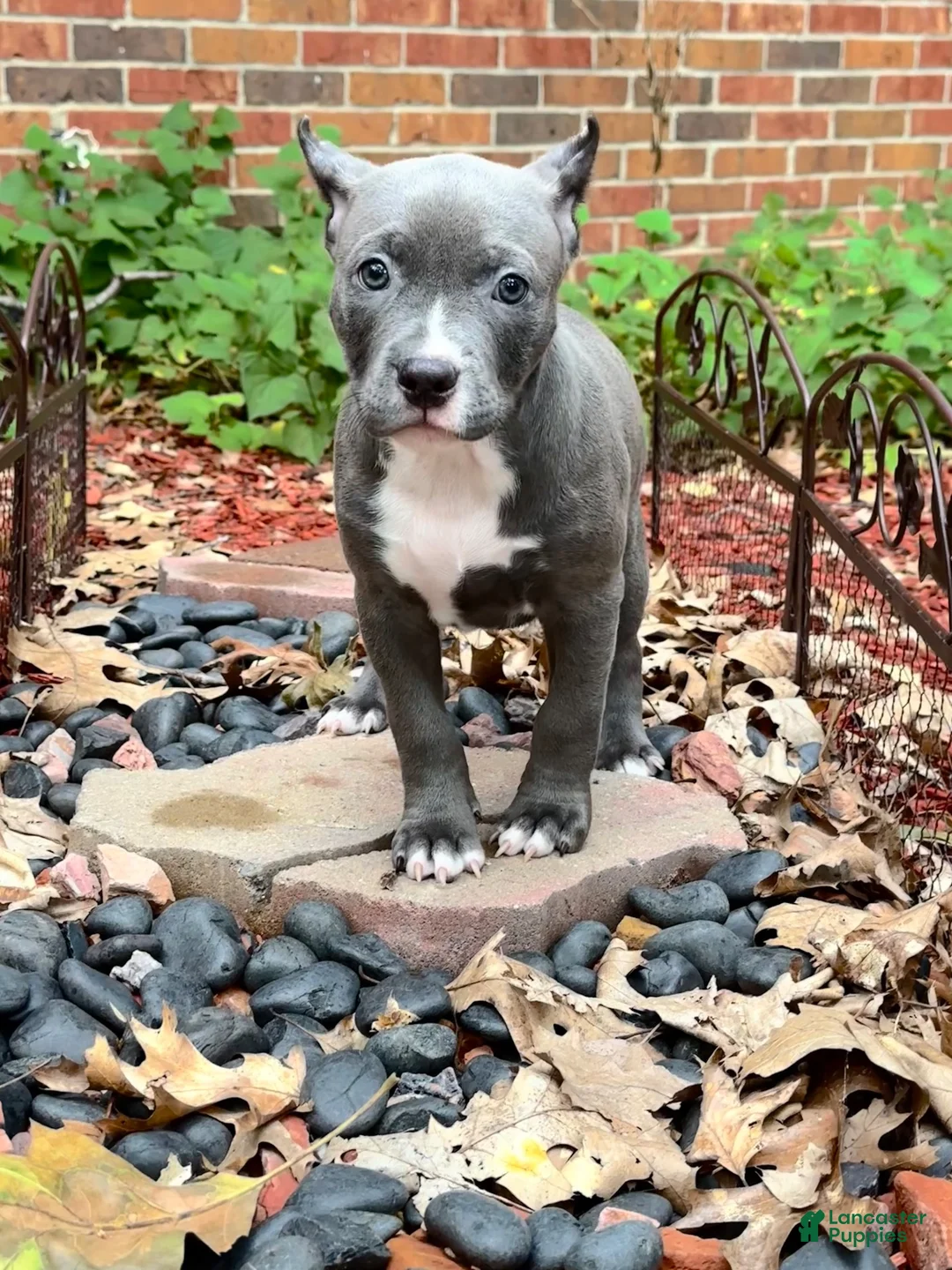 American Bully dogs for sale: Venus blue female - Ad 2