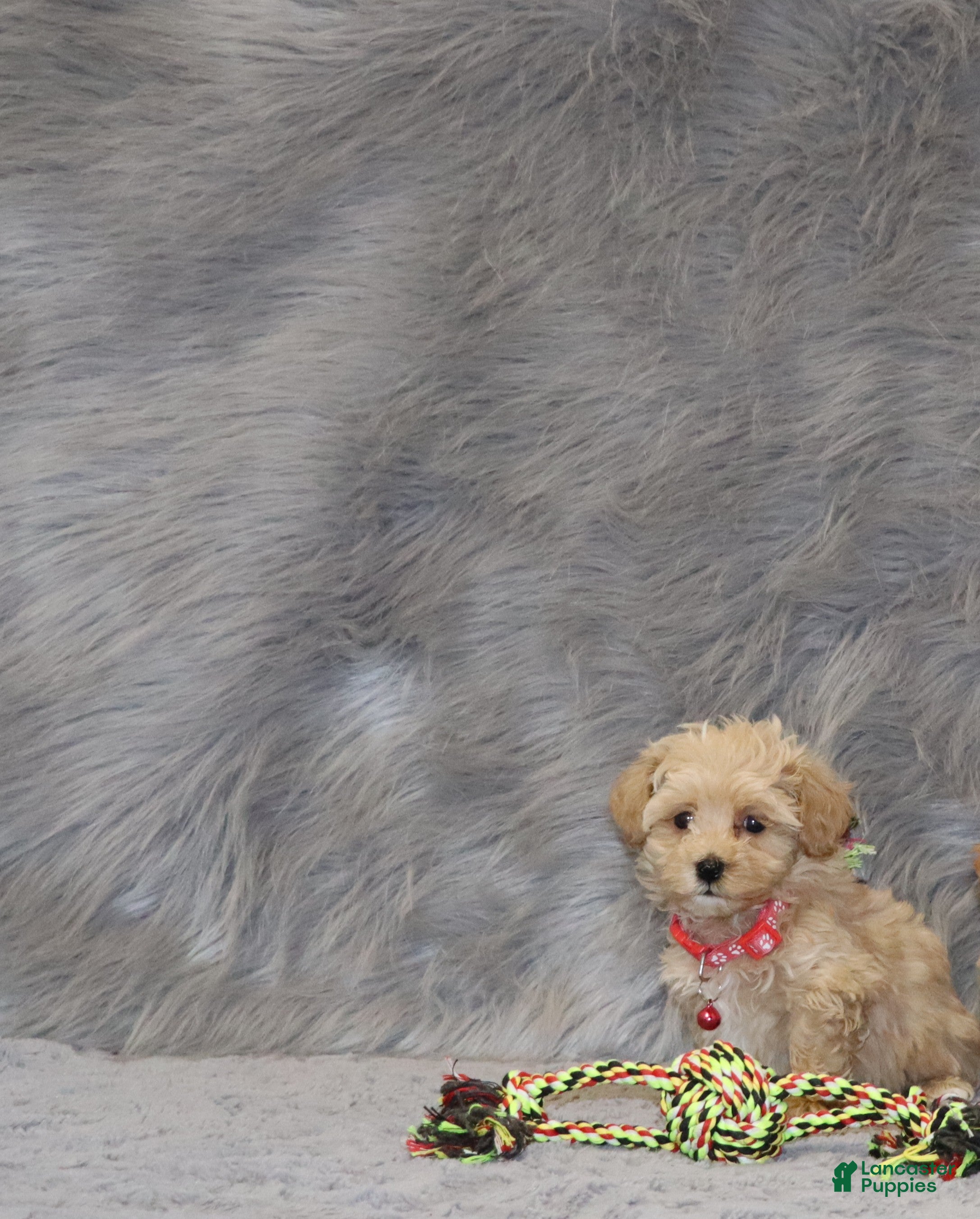 Havapoo dogs Peggy 🌷 Toy/Minature - Ad 2