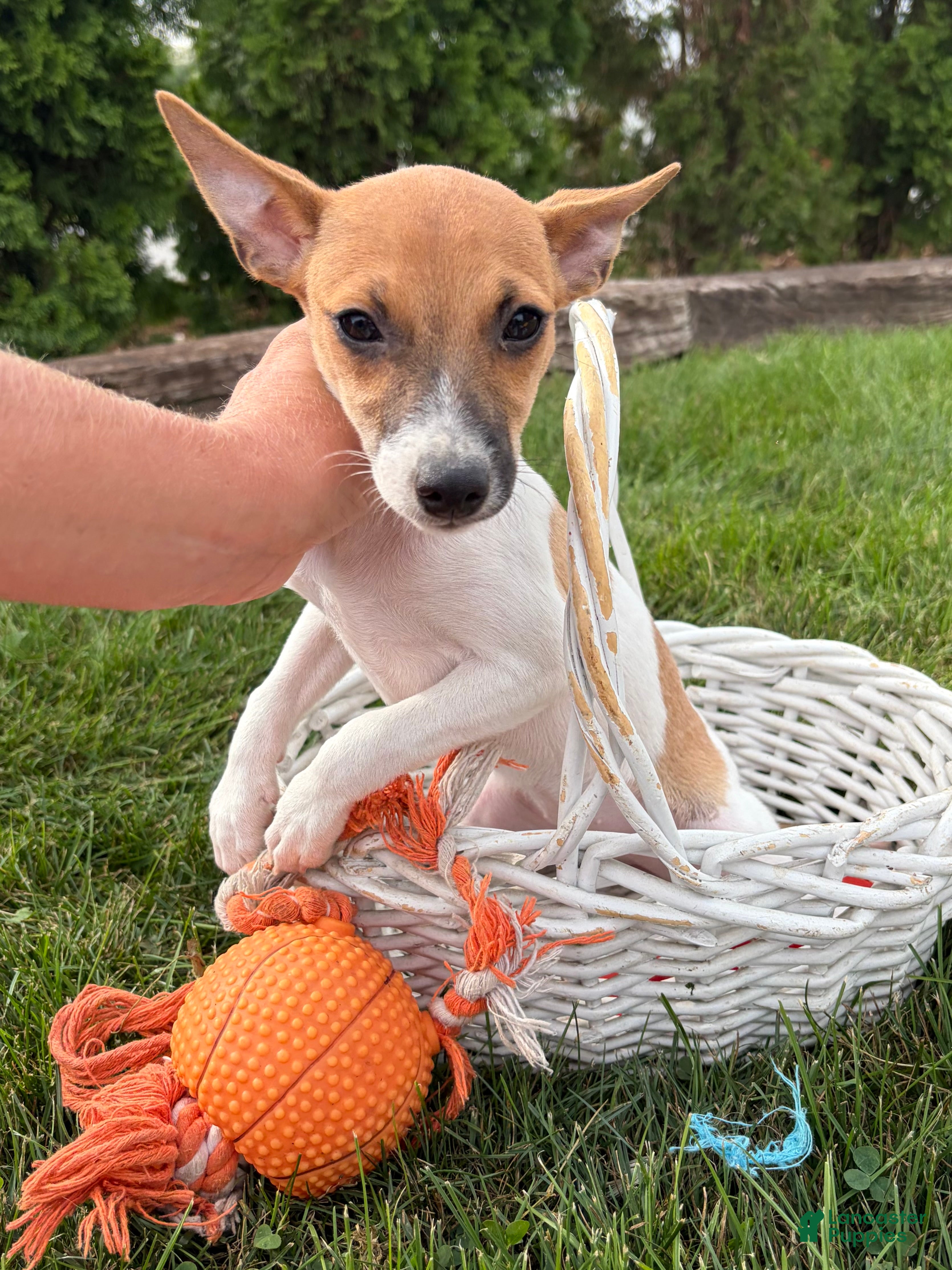 Mixed Breed dogs Stella - Ad 1