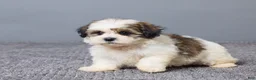 Teddy Bear dogs for sale: Lucy - Ad 4