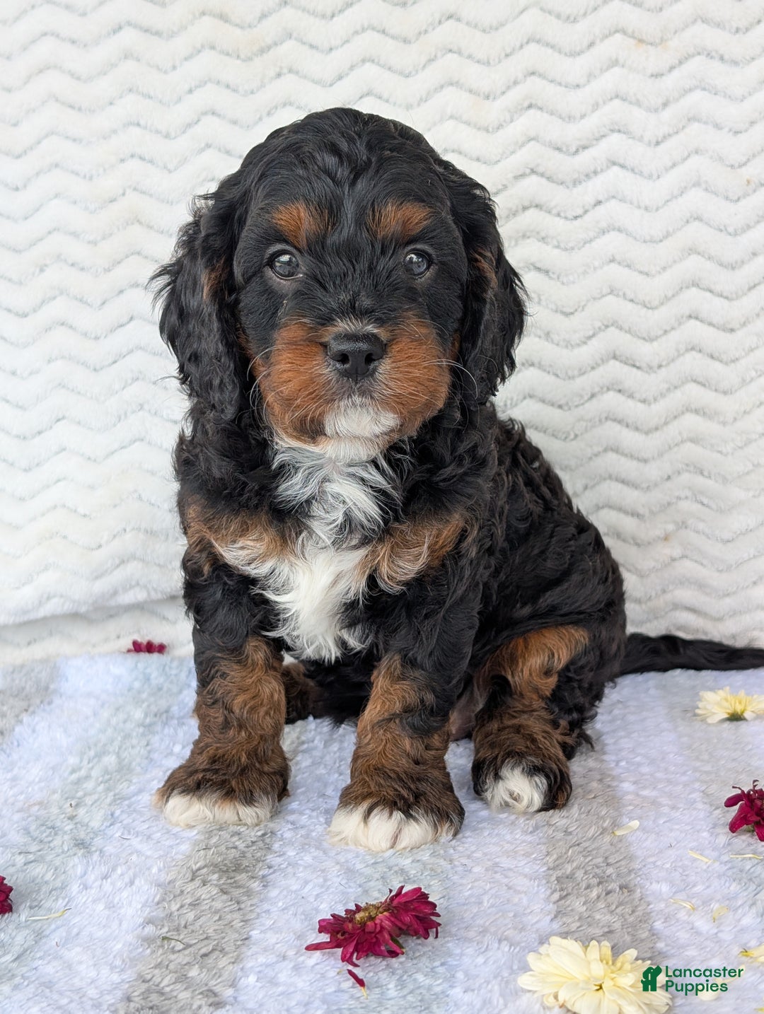 Cavapoo dogs for sale: Abby - Ad 11