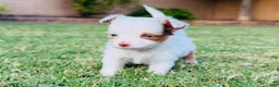 Toy Australian Shepherd dogs for sale: Daisy - Ad 3