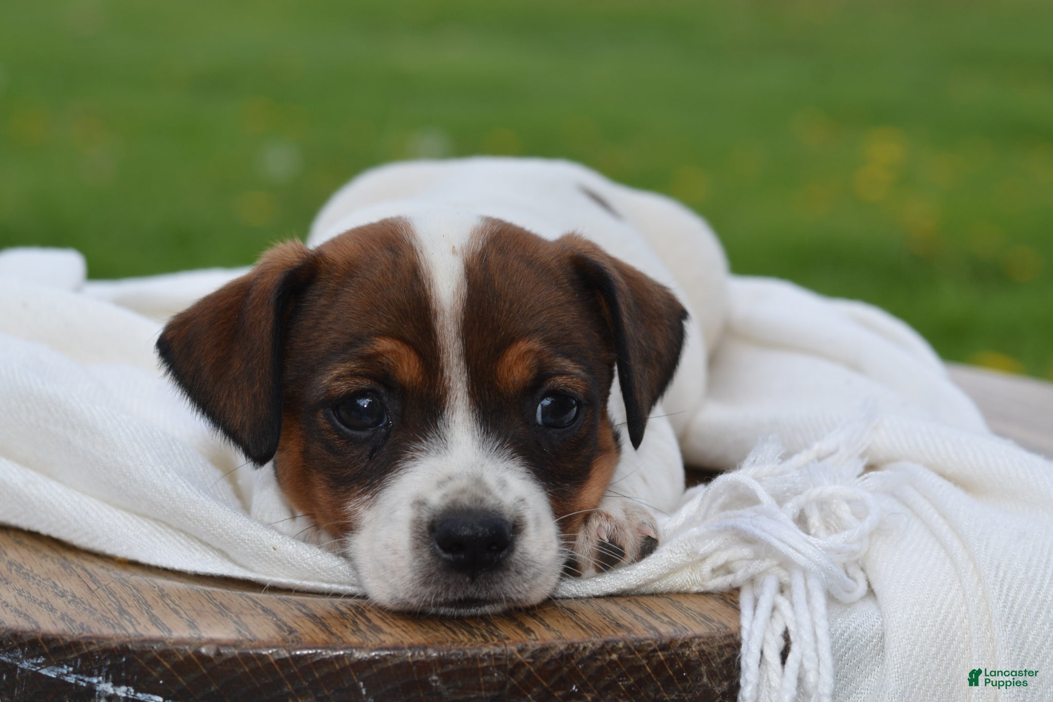 Jack Russell Terrier dogs Macie - Ad 1