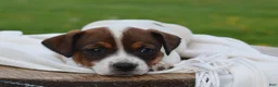 Jack Russell Terrier dogs for sale: Macie - Ad 1