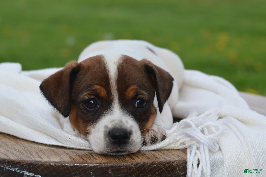 Jack Russell Terrier dogs for sale: Macie - Ad 1