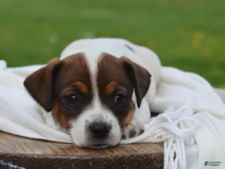 Jack Russell Terrier dogs for sale: Macie - Ad 2