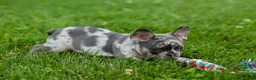 French Bulldog dogs for sale: Knox 💙 - Ad 8