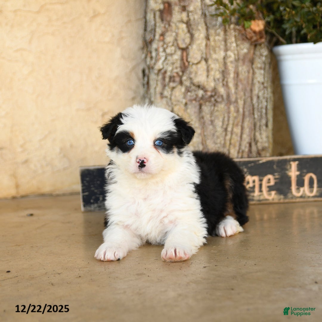 Australian Shepherd dogs for sale: Promise - Ad 1