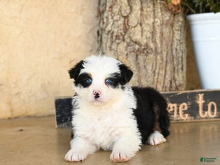 Australian Shepherd dogs Promise - Ad 7