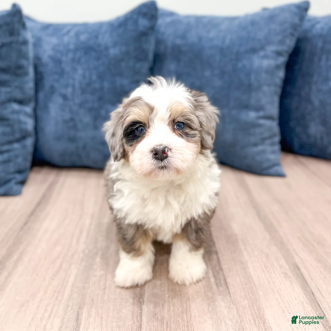Mini Bernedoodle dogs for sale: Jordan - Ad 8