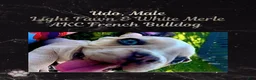 French Bulldog dogs for sale: Udo “Black”Collar, Male - Ad 2