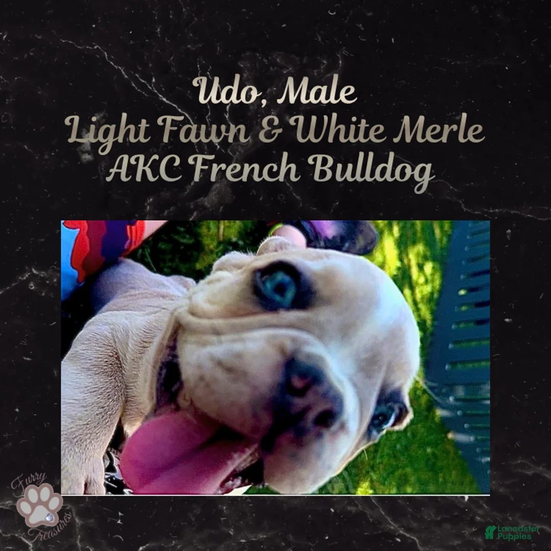 French Bulldog dogs for sale: Udo “Black”Collar, Male - Ad 2