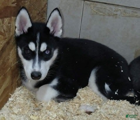 Siberian Husky dogs Rainbow Dash - Ad 1