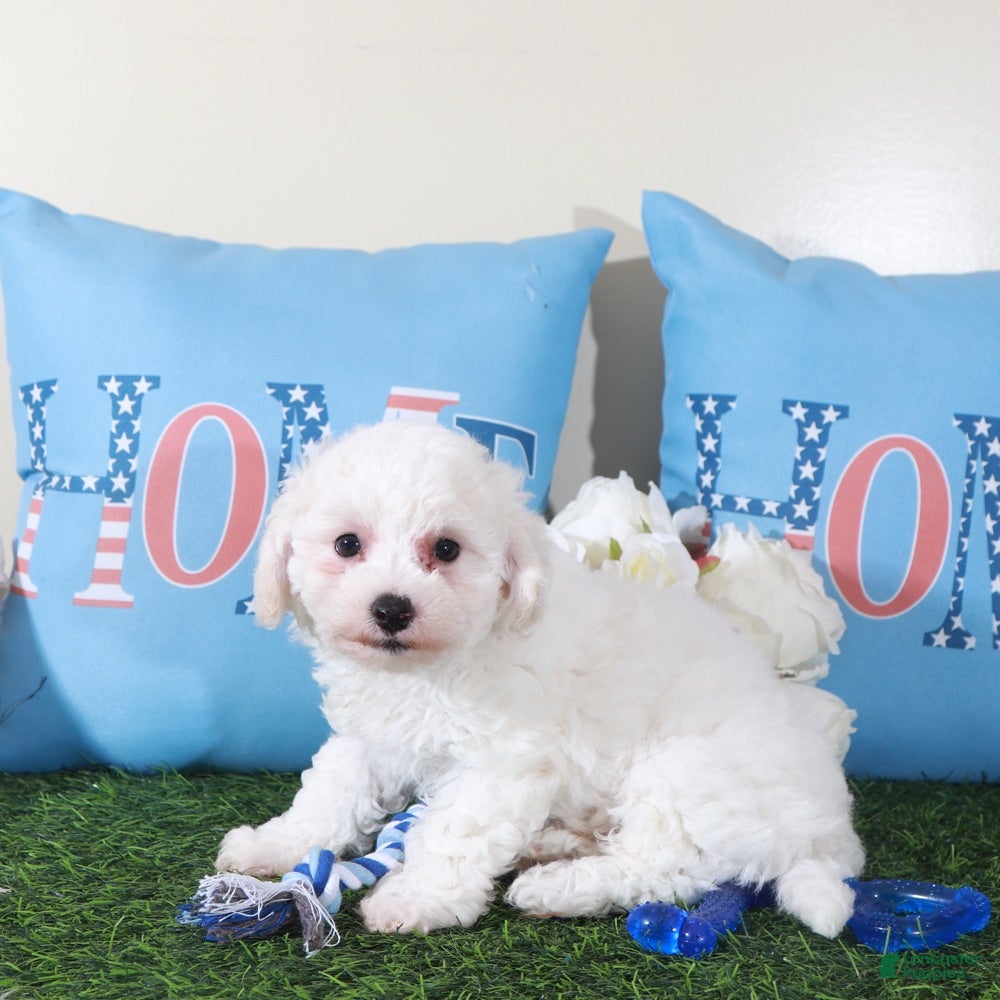 Bichon Frise dogs Chandler-Charming Male Bischon Frise Puppy - Ad 2