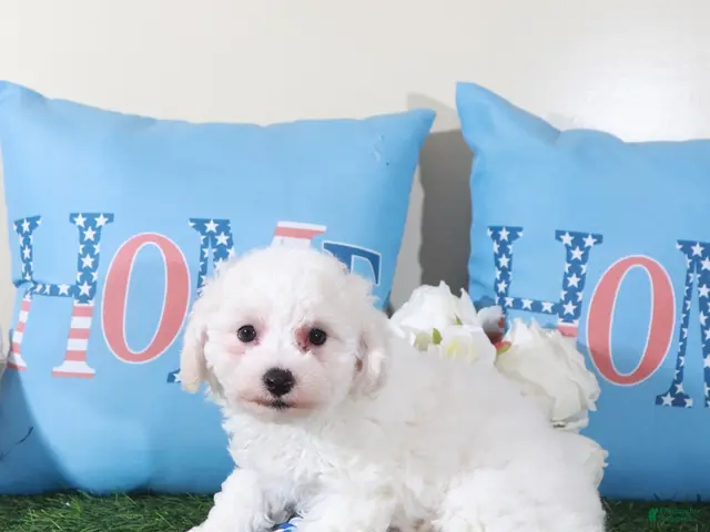Bichon Frise dogs for sale: Chandler-Charming Male Bischon Frise Puppy - Ad 2