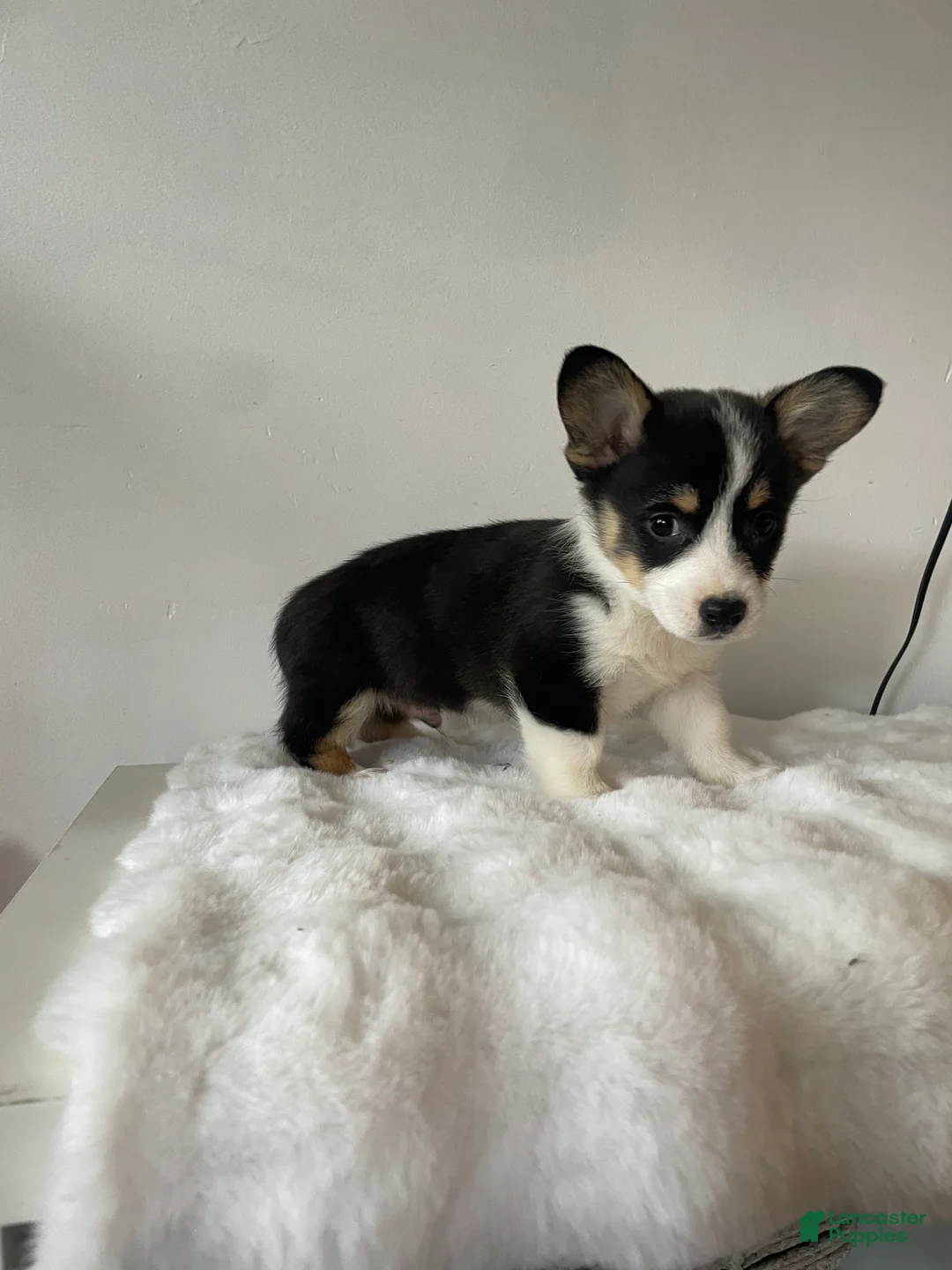 Welsh Corgi Pembroke dogs for sale: Bubbles - Ad 1