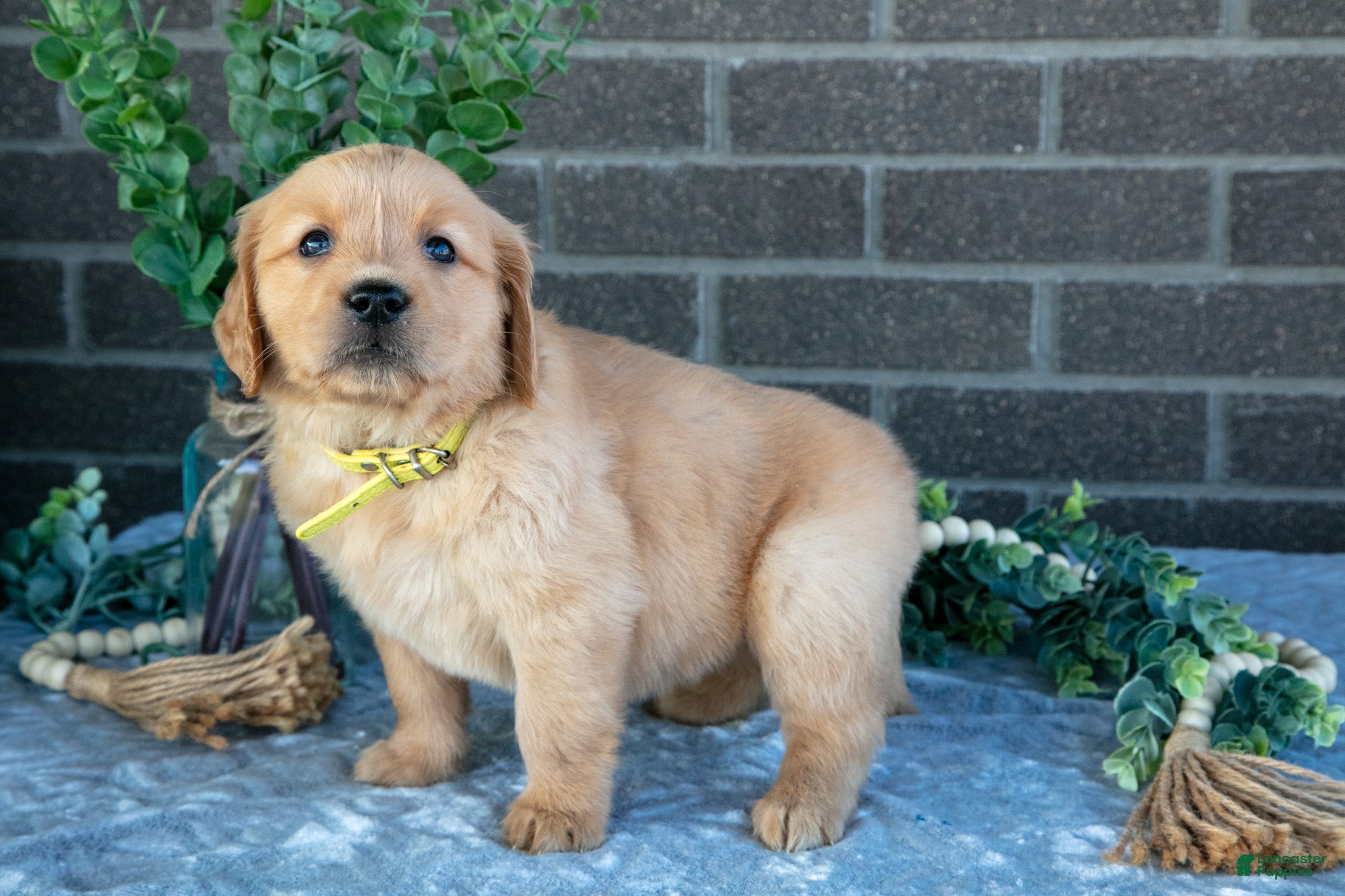 Golden Retriever dogs Prue - Ad 1