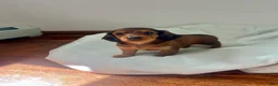 Miniature Dachshund dogs for sale: Tulip - Ad 3