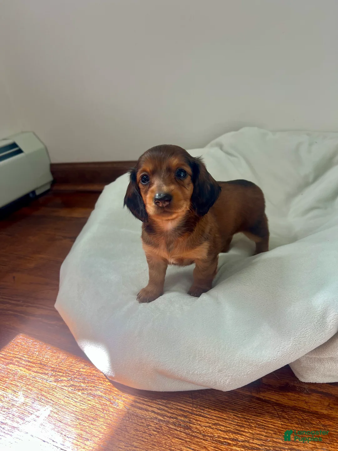 Miniature Dachshund dogs for sale: Tulip - Ad 3