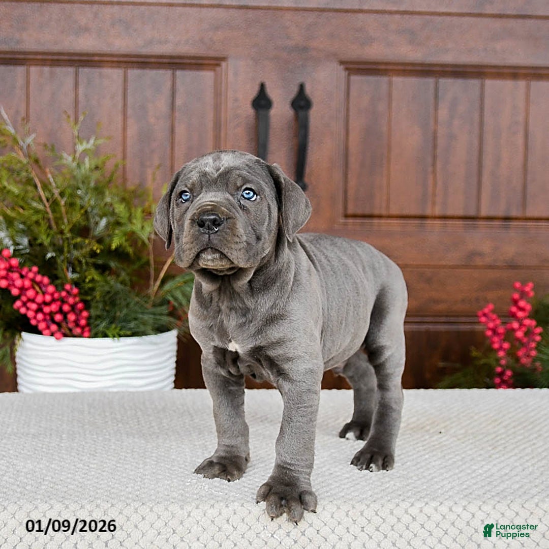Cane Corso dogs for sale: Turbo - Ad 3