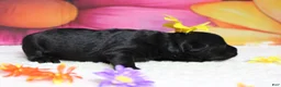 Schnoodle dogs for sale: Cabernet  - Ad 3