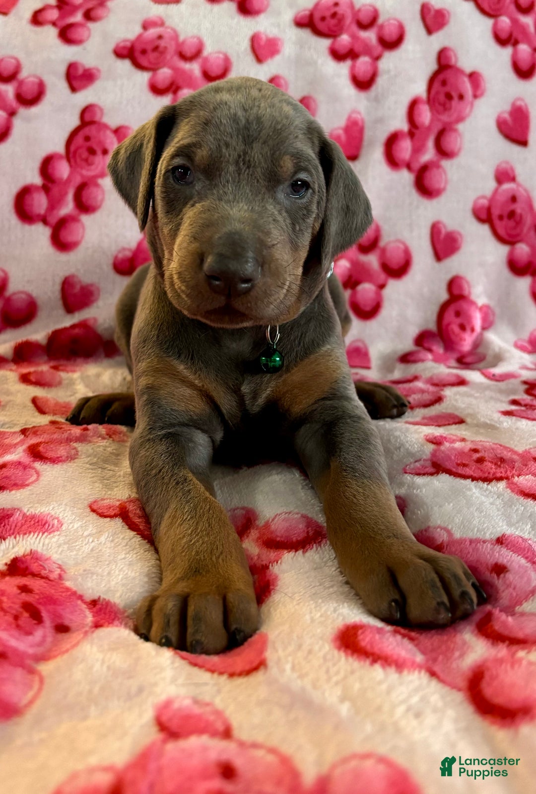Doberman Pinscher dogs for sale: GENETIC HEALTH TESTED- JASPER - Ad 2