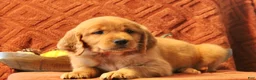 Golden Retriever dogs for sale: Autumn - Ad 7