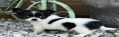 Chihuahua 1