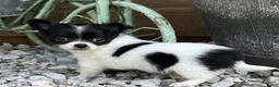 Chihuahua dogs for sale: Chihuahua 1 - Ad 1