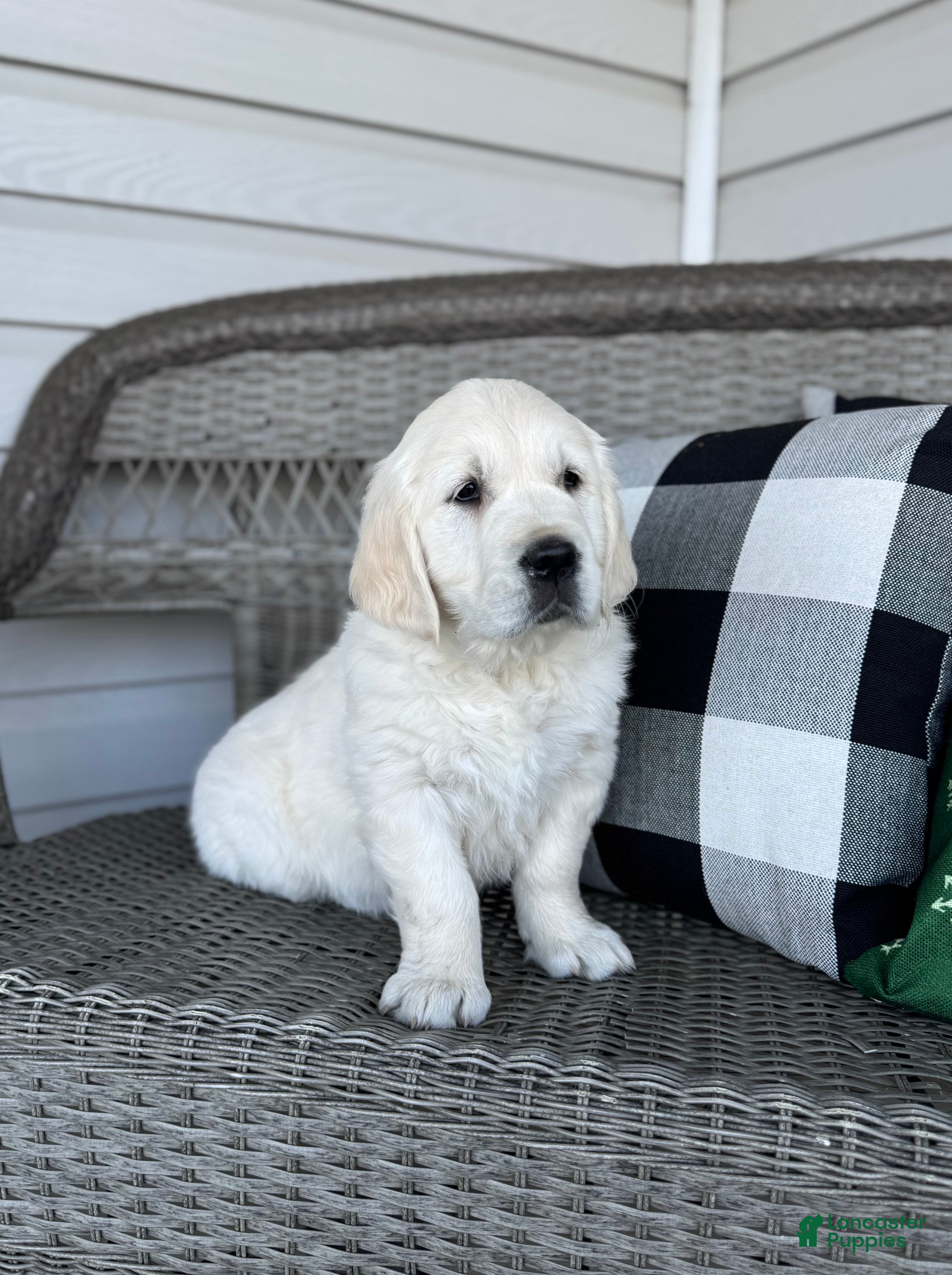 Golden Retriever dogs Clara - Ad 2