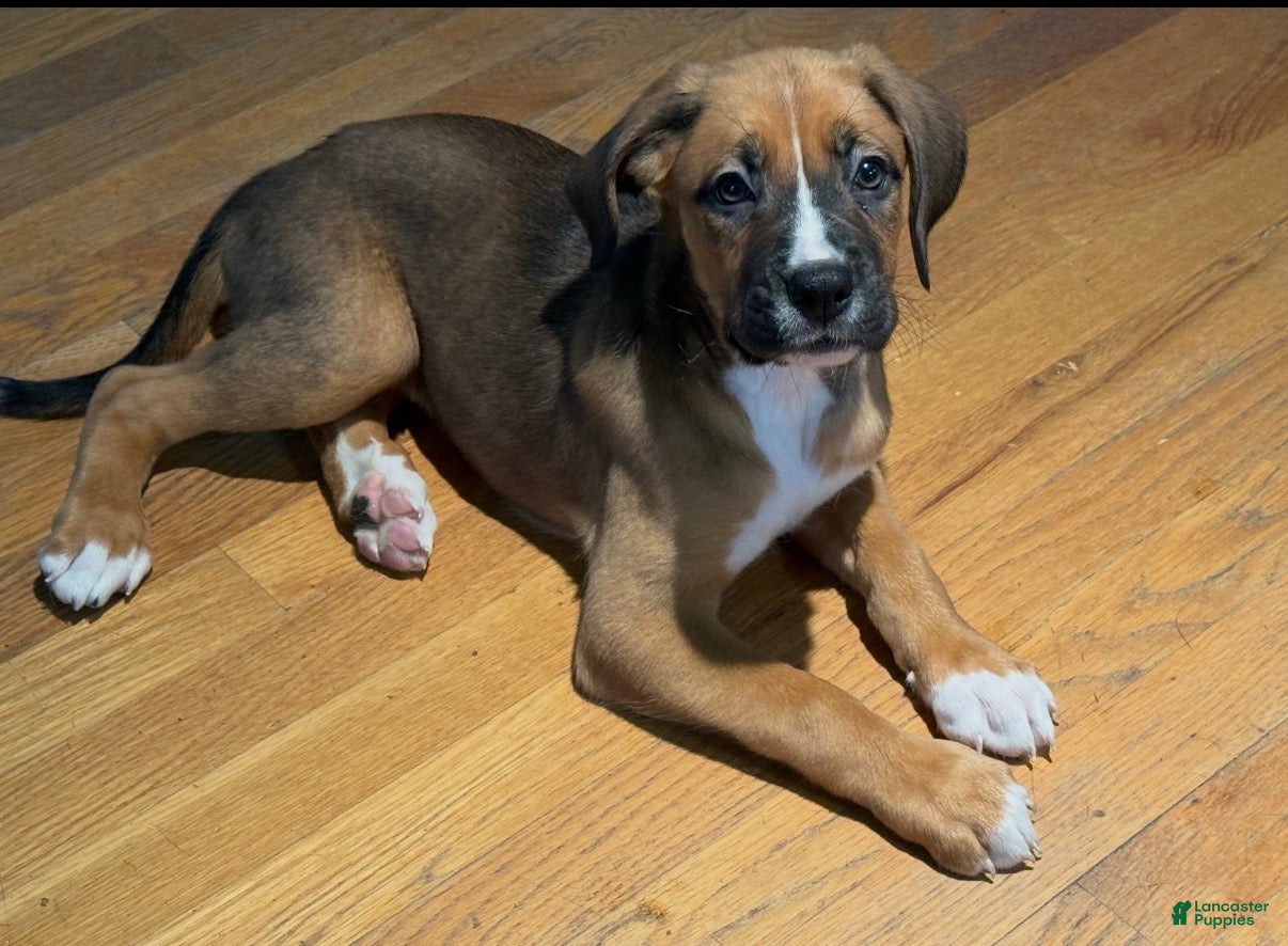 Mixed Breed dogs Boxenese Girl 3 - Ad 35