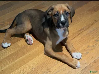 Mixed Breed dogs Boxenese Girl 3 - Ad 35