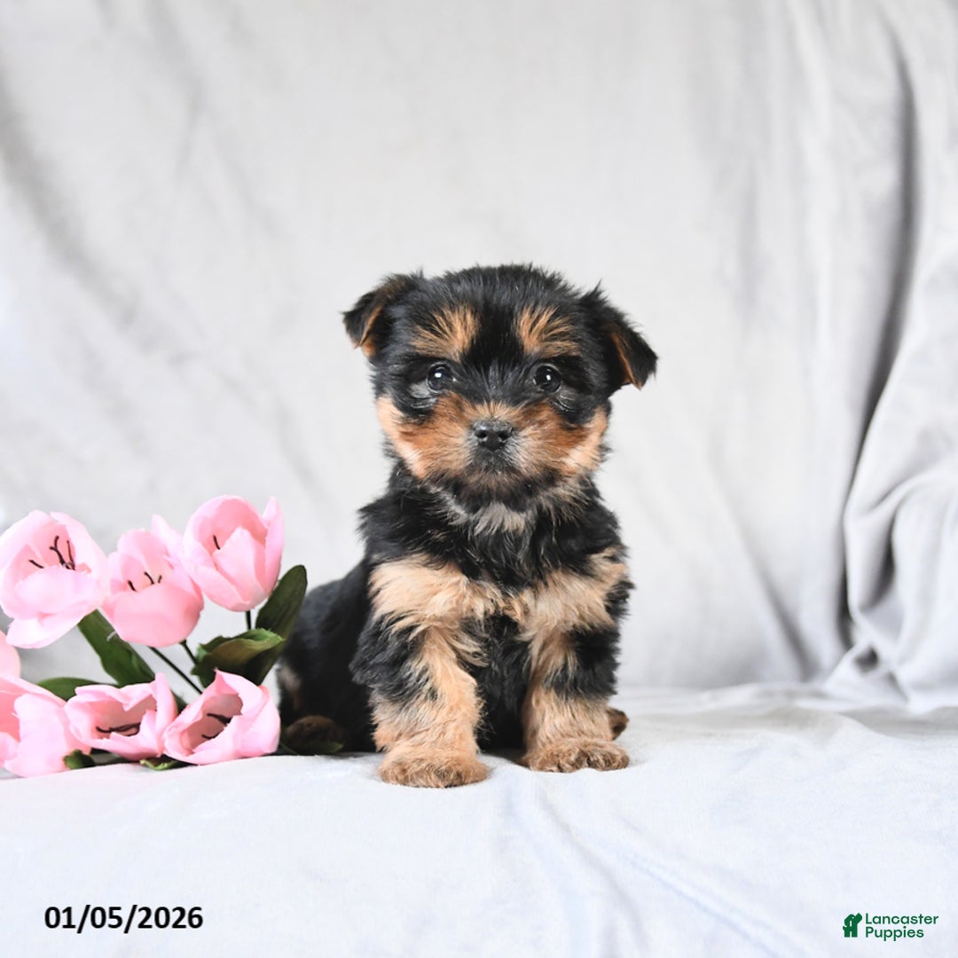 Morkie dogs for sale: Candy - Ad 1