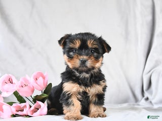 Morkie dogs Candy - Ad 36