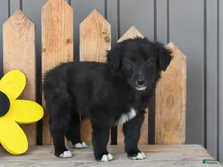 Mixed Breed dogs for sale: Grant - Ad 2
