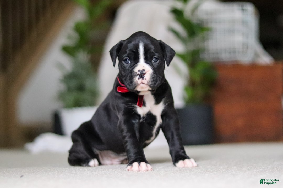 Boxer dogs for sale: Sammy - Ad 3