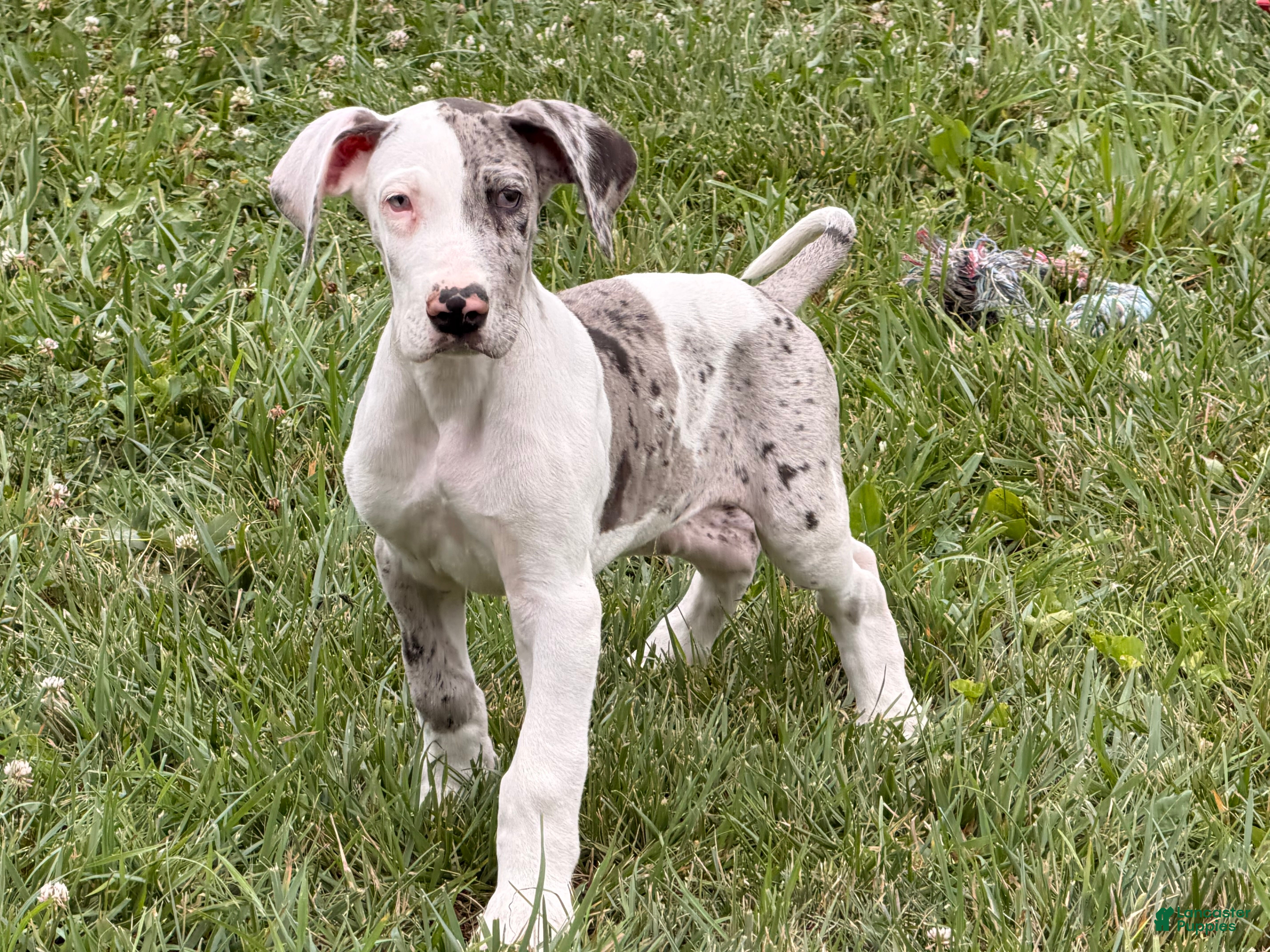 Great Dane dogs Patches Great Dane  - Ad 1