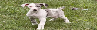 Patches Great Dane 