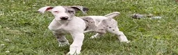 Great Dane dogs for sale: Patches Great Dane  - Ad 1