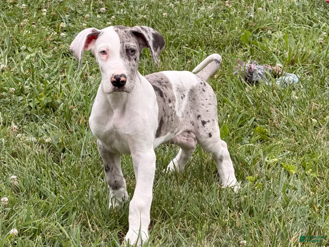 Great Dane dogs for sale: Patches Great Dane  - Ad 1