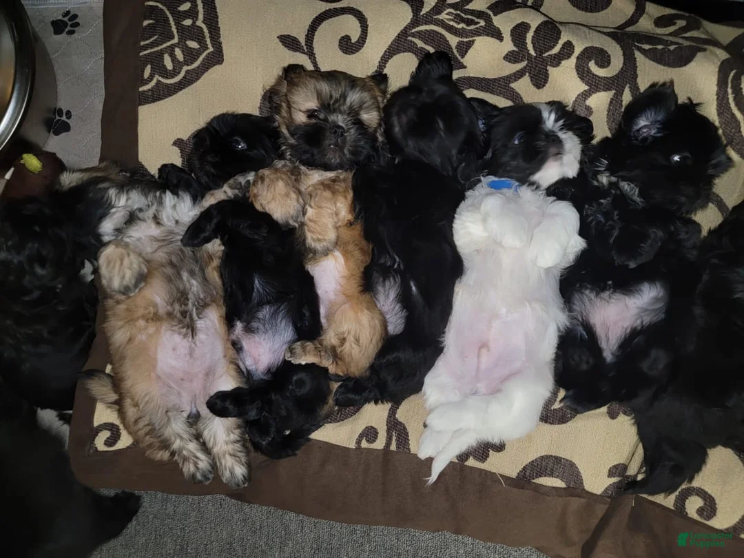 Gallery Image {{count}}