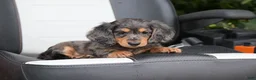 Miniature Dachshund dogs for sale: Stella - Ad 8